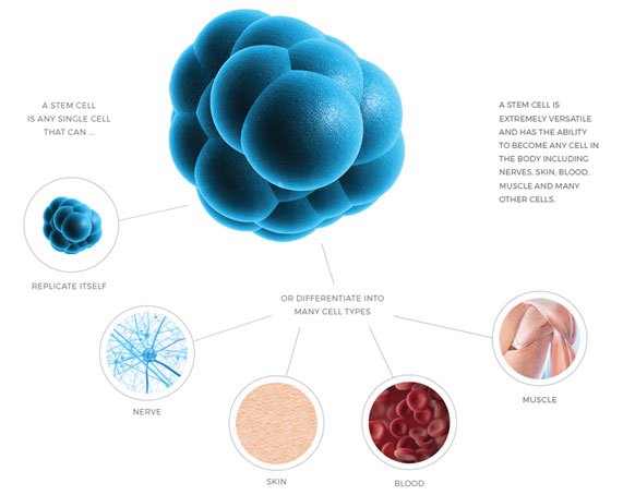 What is a Stem Cell